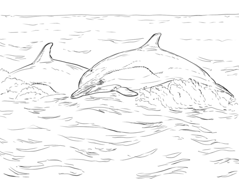 Short Beaked Common Dolphin Coloring Page